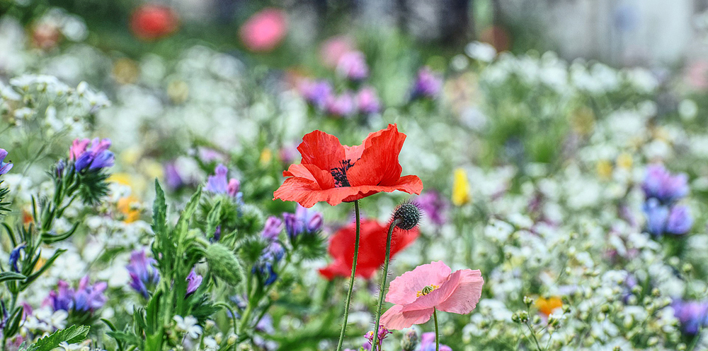 Blomsteräng med färgglada blommor.