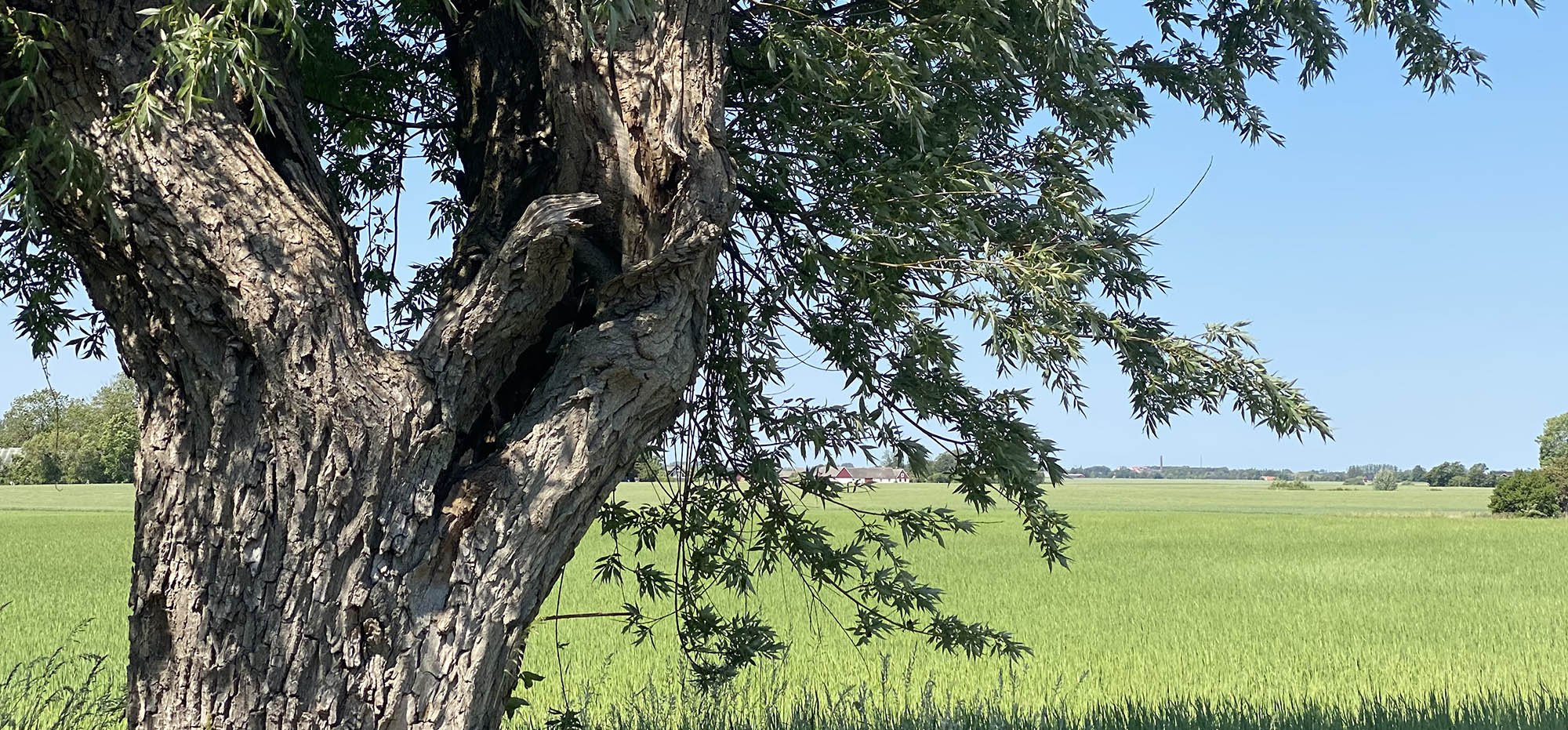 En sommarbild av ett pilträd på landet.