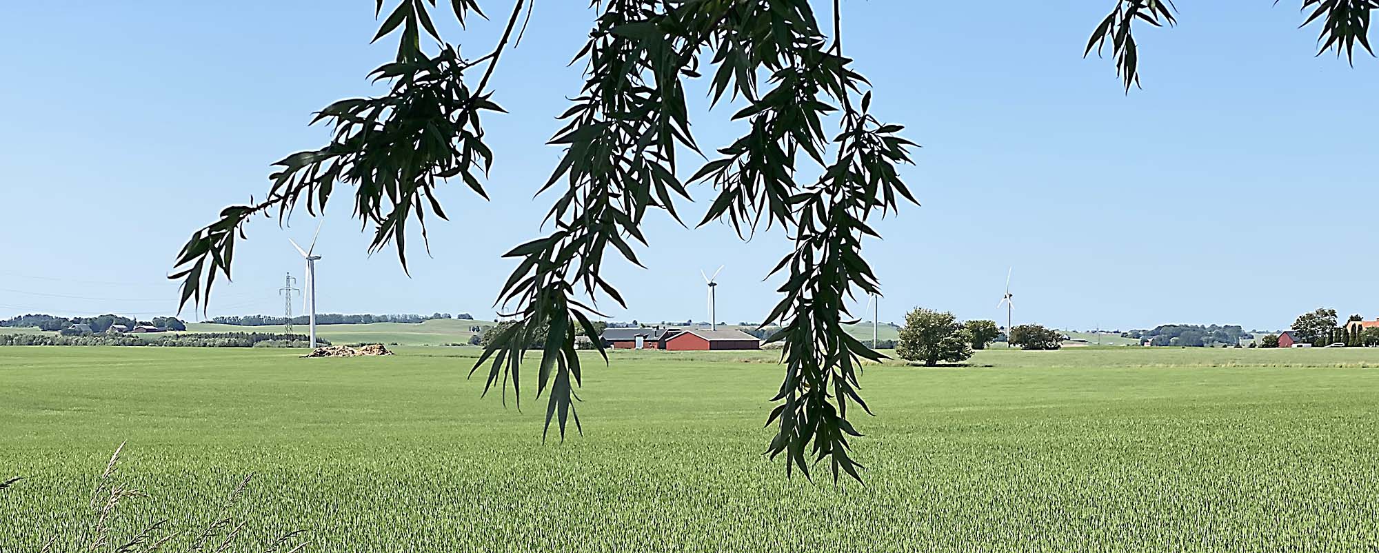 Sommarbild på grönt landskap i Skåne med klarblå himmel.