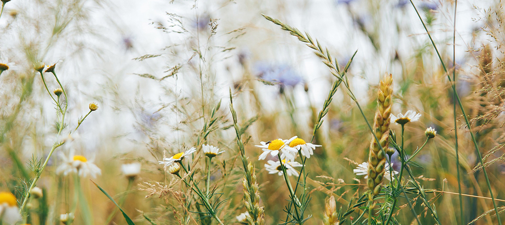 Blomsteräng